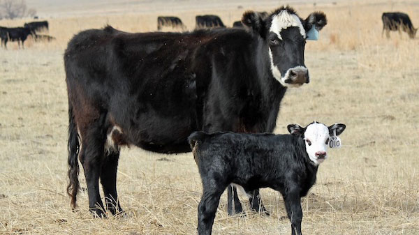 UNL Beef Cow-Calf